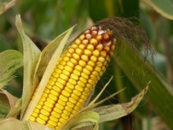 L'interdiction de culture du maïs MON 810